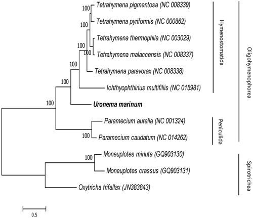 Figure 1. Phylogeny of Uronema marinum. Phylogenetic tree inferred from the amino-acid sequences predicted in the mitogenome of other ciliates. The number of the branches indicates posterior probabilities (BI).