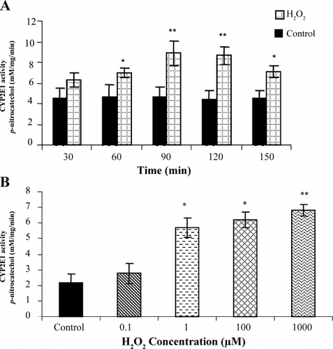 Figure 2. (A) Effect of H2O2 on CYP2E1 activity in LLC‐PK1 cells (increasing time); LLC‐PK1 cells were incubated with H2O2 for increasing time periods. At the end of incubation time, microsomes were isolated as described in Materials and Methods section and used for CYP2E1 activity assessment, which was assessed by measuring the hydroxylation of CYP2E1 substrate, p‐nitrophenol and expressed as mM/mg/min. Data shown are mean value ± SD of four experiments. Significance was evaluated with student t‐test. *P < 0.05 vs. control, **P < 0.01 vs. control. (B) Effect of H2O2 in on CYP2E1 activity in LLC‐PK1 cells (increasing concentration); LLC‐PK1 cells were incubated with H2O2 in dose dependent manner for 2 h. At the end of incubation time, CYP2E1 activity was assessed from the isolated microsomes and expressed as mM/mg/min. Data shown are mean value ± SD of four experiments. Significance was evaluated with student t‐test. *P < 0.05 vs. control, **P < 0.01 vs. control.