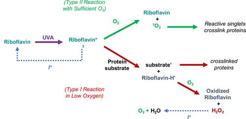 Figure 5 Illustration of the two possible reaction pathways for the crosslinking (CXL) photoreaction and hypothesized action of iodide. In low-oxygen conditions, the reaction follows the Type 1 pathway (red arrows), in which excited riboflavin triplets (Riboflavin*3), acting as a cross-linker, reacts with substrate forming radicals (substrate’ and Riboflavin-H’), and then with water to form hydrogen peroxide and derivatives of riboflavin. In the presence of sufficient oxygen, riboflavin reacts directly with oxygen to generate less toxic singlet oxygen (1O2) that cross-links extracellular matrix proteins (Type 2 pathway, green arrows). Sodium iodide (blue dotted arrows) shifts the CXL photoreaction from the toxic Type 1 pathway to favorable Type 2 pathway by quenching excited triplet riboflavin in anaerobic conditions. Further, if Type 1 reactions occur, iodide promotes the immediate conversion of hydrogen peroxide into oxygen and water, providing diatomic oxygen for further crosslinking reactions.