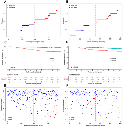 Figure 7 Overall survival analysis based on risk scores. (A) The distribution and the median value of the risk scores in the training dataset. (B) The distribution and the median value of the risk scores in the validation dataset. (C) Kaplan-Meier curves for the OS of patients in the high- and low-risk group in the training dataset. (D) Kaplan-Meier curves for the OS of patients in the high- and low-risk group in the validation dataset. (E) The distributions of OS status, OS and risk scores in the training dataset. (F) The distributions of OS status, OS and risk scores in the validation dataset.