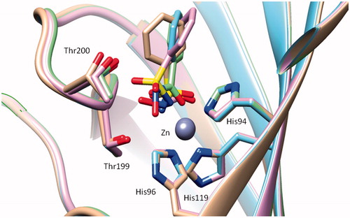 Figure 3. Superimposition of the hCA II – 2 adduct (blue, PDB code 2WEJCitation42) with the hCA II – 4 adduct (violet, PDB code 3T5UCitation37), the hCA II – 5 adduct (silver, PDB code 3T5ZCitation37) and the hCA II – hydroxamate 9 adduct (green, PDB code 4FL7Citation38).