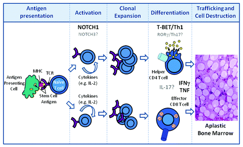 Figure 1. Disease progression in aplastic anemia. Following antigen presentation of HSC self- or neoantigen(s) by antigen presenting cells during the initiation phase of the immune response, T cells become activated and release growth factors (IL-2) which result in the clonal expansion of CD4 and CD8 T cells. Expanded T cells differentiate into Th1 helper (CD4) and cytolytic (CD8) T cells. CD4 and CD8 T cells traffic to the bone marrow and produce pro-inflammatory cytokines which are directly toxic to HSCs. NOTCH1 contributes to Th1 differentiation through its direct regulation of T-BET. HSC destruction is also mediated directly by effector CD8 T cells through mechanisms involving FAS-FASL interactions as well as cytolytic granule release and, indirectly, through loss of supportive stromal cells through “by-stander” effects of the pro-inflammatory microenvironment. Putative contributions of NOTCH3, rorγ, and IL-17 are indicated in gray.