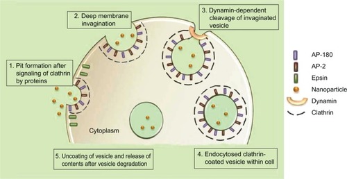 Figure 3 Mechanism of clathrin-mediated endocytosis of nanoparticles.