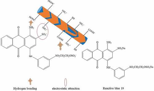 Figure 3. Adsorption mechanisms of RB 19 on at pH value lower than its isoelectric point of around pH 4.1.