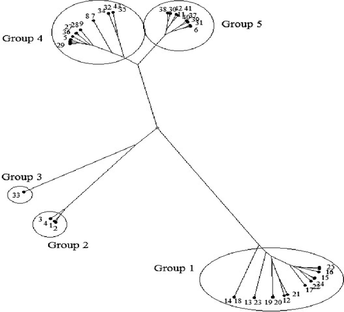 Figure 2. Dendrogram of 43 durum wheat germplasm resulting from the UPGMA cluster analysis based on Jaccard's similarity coefficients obtained from SCoT marker.