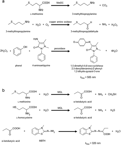 Figure 1. Scheme of l-methionine determination using MetDC and l-methionine and l-homocysteine determination using MGL.