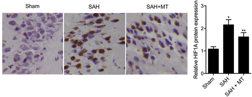 Figure 6. HIF1A protein level was the lowest in the sham group and the highest in the SAH group (Scale bar: 10 um).