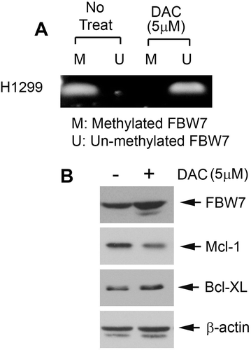 Figure 3. DAC induces FBW7 demethylation and activation of FBW7 expression. (a) H1299 cells were treated with DAC (5 μM) for 72 h, followed by MSP for detection of methylated-FBW7 (m) and unmethylated FBW7 (u). (b) H1299 cells were treated with DAC (5 μM) for 72 h, followed by Western blot