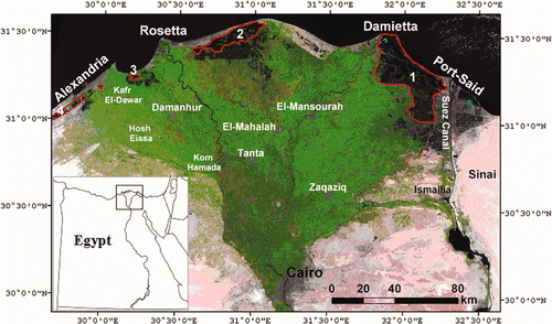 Figure 1. False colour composite of Landsat Thematic Mapper satellite of the Nile Delta. Green refers to agricultural lands. Numbers 1 to 4 refer to the coastal lagoons of Manzala (1), Burullus (2), Idku (3) and Maryout (4).