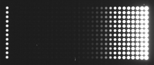 Figure 11. Fluorescence image of the CY3 array.