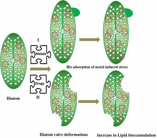 Figure 1. Diatoms undergoing valve deformation and increase lipid accumulation under stress conditions during remediation of pollutants