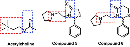 Figure 1. Similarity at chemical structure of acetylcholine, thiazolidin-4-ones (5) and thiazinan-4-ones (6).