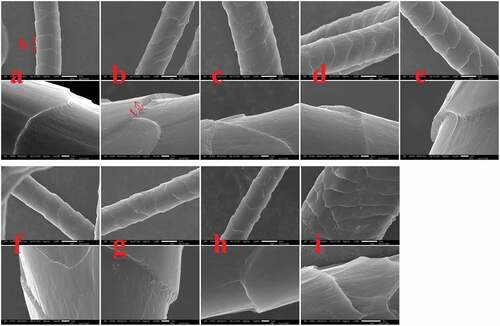 Figure 4. SEM of surface scales of each kind of wool.