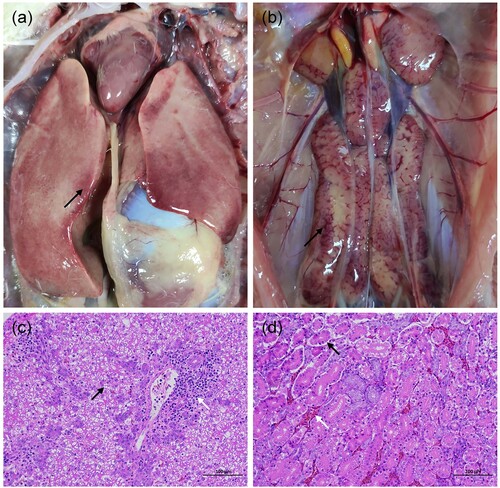 Figure 2. Post mortem and histopathological analysis of tissues from dead Muscovy duck infected only with DAdV-3 in China. (a) Swelling, haemorrhage and necrosis in the liver (black arrow). (b) Enlarged kidney with haemorrhagic spots. (c) Degeneration of hepatocytes (black arrow) and inflammatory cells infiltration (white arrow) in the liver. (d) Necrosis of renal tubules accompanied by local tubular epithelial cells detached from the basement membrane (black arrow), interstitial congestion of the renal tubule (white arrow) in the kidney.