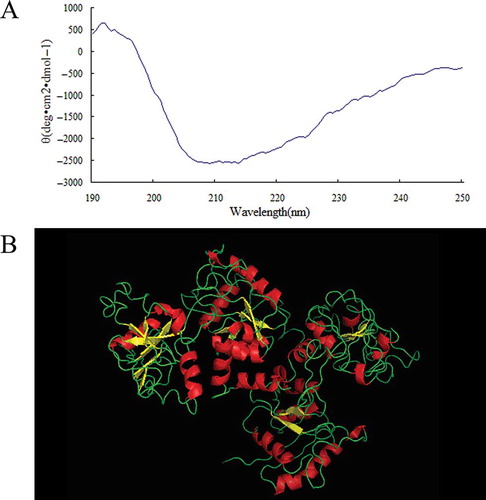 Figure 4 The structure properties of prepared OVT. (a) Far-UV CD spectrum of prepared OVT. (b) The three-dimensional structure of prepared OVT. (Color figure available online.)