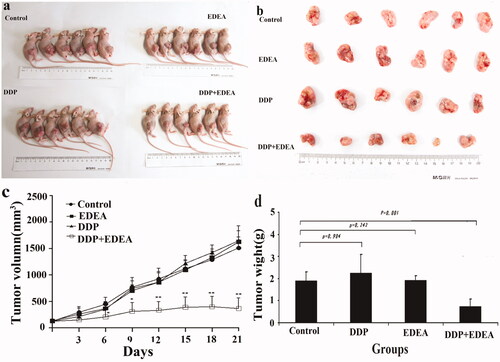 Figure 7. Sensitisation of the xenograft model of SK-OV-3/DDP in nude mice. EDEA at 1.7 mg/kg to DDP at 3.3 mg/kg after continued treatment (once every 3 days). (a) Nude mouse executed three weeks later; (b) photographic views of exercised tumours; (c) comparison of volumes of tumours; (d) comparison of weights of exercised tumours. The photographic images were obtained with CANON DIGITAL 1XUS860IS. All data were repeated trice, and expressed in mean ± SD. One-way ANOVA followed by a Newman–Keuls post hoc test was used for comparison. *p < 0.05.