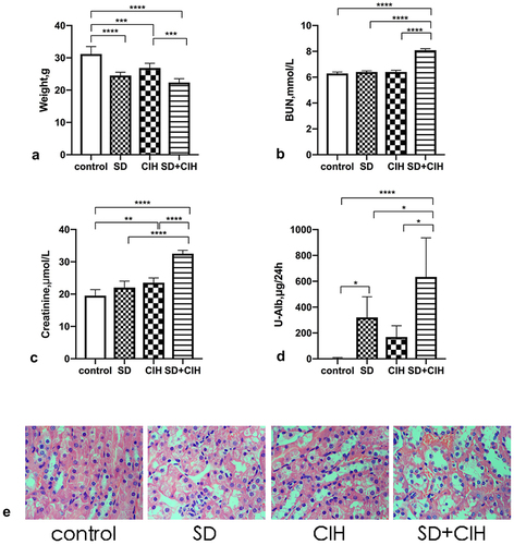 Figure 1. Weight and changes in renal function in chronic intermittent hypoxia and sleep-deprived mice. (a) Mouse weight (grams); (b) Blood urea nitrogen (BUN); (c) Creatinine; (d) Urinary albumin (U-Alb); (e) Representative images of hematoxylin and eosin (HE)-stained kidney tissues in four different groups (original magnification, × 40). *p < 0.05; **p < 0.01; ***p < 0.001; ****p < 0.0001.