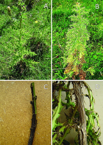 Figure 2  Appearance of Cirsium arvense plants in the two disease surveys. A, ‘Healthy’ stems that had just flowered showing dead (brown) leaves at their base. B, ‘Unhealthy’ stem from which Verticillium dahliae was isolated from the vascular tissue of a branch with yellow leaves and the underground stem and the stele of the creeping root. C, Blackening of stem as an extensive stem lesion. D, Rotting outer tissues at stem base exposing vascular strands.