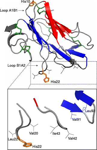Figure 3.  Ribbon diagram of the 3D-model of TLXI generated by MOE. The three β-sheets are in red, blue and grey. The five disulfide bridges are indicated in green. Amino acids histidine 10 and 22, are labeled. Loop names were assigned based on the topology diagram generated with TopDraw [Citation26] and are as presented in Figure 1. The hydrophobic residues flanking His22 are indicated in stick format (black).