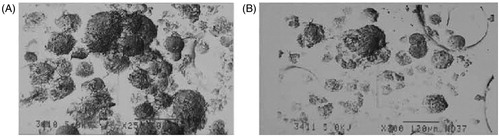 Figure 4. (A) and (B) SEM photographs of granules of optimized IR minitablets (F1) and SR minitablets (F3).