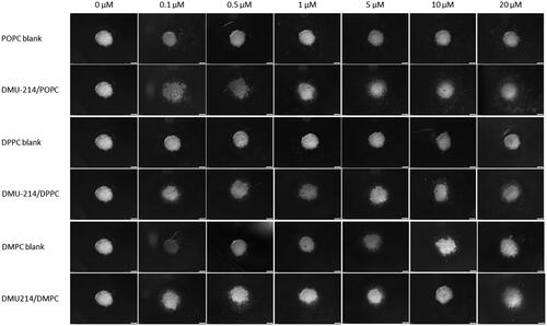 Figure 4. Spheroids growth and morphology upon treatment with DMU-214 liposomal formulations (DMPC/DPPC/POPC). Spheroids were pre-formed for 7 days with 5 000 SK-OV-3 cells and treated with the indicated concentrations of DMU-214 formulations. The images were acquired 72 hours after administration of the formulation with the Olympus ix73 inverted microscope.