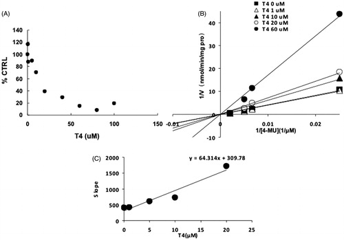 Figure 6. Inhibition kinetics of T4 on the activity of UGT1A10. (A) Concentration-dependent inhibition of T4 on the activity of UGT1A10. Each data point represents the mean value of duplicate experiments. (B) Lineweaver–Burk plot to determine the inhibition kinetic type of T4 on UGT1A10. Each data point represents the mean value of duplicate experiments. (C) The second plot to determine the inhibition kinetic parameter (Ki). The vertical axis represents the slopes of the lines in the Lineweaver–Burk plot, and the horizontal axis represents the concentration of T4.
