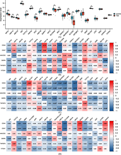 Figure 8 Correlation between the level of ICGs and several T2D-related genes. *: P <0.05, **: P <0.01, ***: P <0.001. (A): Box plots displaying the expression of the top 20 genes related to T2D. (B): Correlation analysis between ICGs and top 20 type 2 diabetes-related genes. A redder color means stronger positive correlation while a bluer color means stronger negative correlation. *: P <0.05. (C): Correlation analysis between ICGs and top 20 insulin secretion-related genes. A redder color means stronger positive correlation while a bluer color means stronger negative correlation. *: P <0.05. (D): Correlation analysis between ICGs and top 20 β cell function-related genes. A redder color means stronger positive correlation while a bluer color means stronger negative correlation. *: P <0.05.