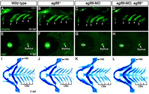 Figure 3. Normal craniofacial development in egfl6 mutants. (A–D) In both wild-type (A, n = 92) and egfl6 mutant (B, n = 31) embryos at 34 hpf, immunohistochemistry for Alcama (green) shows five pouches (1–5). Reduction of egfl6 with a MO in wild-type (C, n = 64) or egfl6 mutant (D, n = 24) animals display normal five pouches. Sensory ganglia are indicated with asterisks. (E-H) Fluorescent in situ hybridization for rag1 (green) at 4 dpf. In both wild-type (C, n = 74) and egfl6 mutant (D, n = 29) zebrafish, rag1 is expressed normally in the thymus. Reduction of egfl6 in wild-type (G, n = 61) or egfl6 mutant (H, n = 17) animals shows normal thymus. (I-L) Ventral whole-mount views of dissected facial cartilages at 5 dpf. Both wild-type (E, n = 105) and egfl6 mutant (F, n = 37) zebrafish invariantly form a triangled shape of hyomandibular (HM) and five ceratobranchial (CB) cartilages on each side. egfl6-MO-injected animals in wild-type (K, n = 88) or egfl6 mutant (H, n = 15) animals have normal facial cartilages, including the HM and CBs. Scale bar: 40 μm.