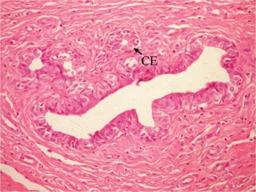 Figure 8 Photomicrograph of breast section of DMBA-administered group rat treated with ulvan polysaccharides showing apparent normal duct and acini with CE lining (H and E, ×400).