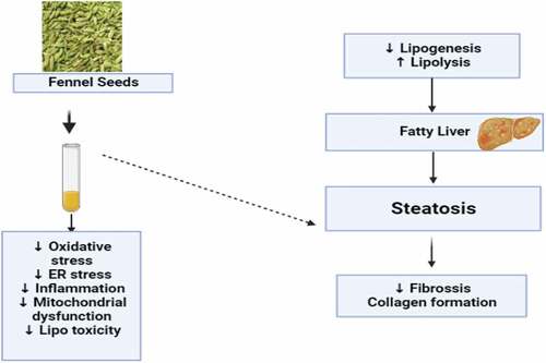Figure 5. Positive effect of fennel seeds on fatty liver.