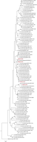 Figure 3. ML tree obtained from the combined ITS, TEF and GPDH sequence alignment analysis of the species of Curvularia. Bootstrap support values above 50% are shown at the nodes and newly generated sequences are in red bold. Bipolaris maydis (CBS 136.29) is used as the outgroup taxon.