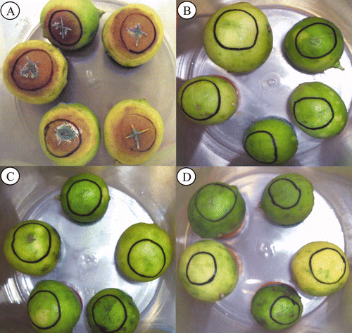 Figure 1. Fruit rot caused by Penicillium italicum (Pi) on Mexican lime and inoculated with different strains of Debaryomyces hansenii. (A) Inoculated only with Pi. (B) Pi and DhhBCS05. (C) Pi and DhhBCS06. (D) Pi and LL02. The fungal pathogen was adjusted to 104 spores mL–1 and the yeasts were adjusted to 108 cells mL–1. Fruit were stored for three weeks at 25°C and 80% RH. Figura 1. Pudrición ocasionada por Penicillium italicum (Pi) sobre limón mexicano inoculado con diferentes cepas de Debaryomyces hansenii. (A) frutos inoculados con el fitopatógeno. (B) Pi más DhhBCS05. (C) Pi más DhhBCS06. (D) Pi más LL02. La concentración del hongo fue ajustada a 104 esporas mL–1 y de las levaduras a 108 células mL–1. Los frutos fueron almacenados durante tres semanas a 25°C y 80% de HR.