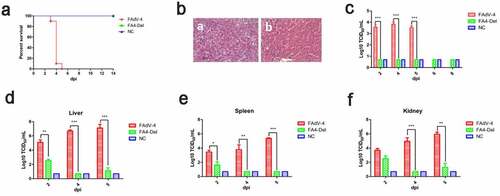 Figure 7. FAV4_Del was highly attenuated in vivo. All the SPF chickens were randomly divided into three groups, and inoculated with FAV4_Del, wild type FAdV-4 and 1% culture medium (NC) respectively. All the SPF chickens were observed for 14 d. (a) Percent of survival for the infected chickens. (b) Representative histological changes in liver tissues from chickens infected with FAdV-4 (a) and FAV4_Del (b). (c) Viral shedding in cloacal swabs from the infected chickens. Viral loads in liver (d), spleen (e) and kidney (f) tissues from the infected chickens