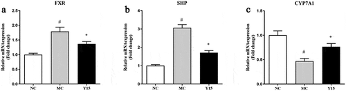 Figure 6. Effect of L. plantarum Y15 supplementation on the expression levels of genes related to cholesterol metabolism in the liver. (A) FXR; (b) SHP; and (c) CYP7A1. Values are mean ± SD (n = 6 independent experiment). # P < .05: significantly different compared with the NC group; * P < .05: significantly different compared with the MC group.Figura 6. Efecto de la suplementación con L. plantarum Y15 sobre los niveles de expresión de los genes relacionados con el metabolismo del colesterol en el hígado. (a) FXR; (b) SHP; y (c) CYP7A1. Los valores son la media ± DE (n = 6 experimentos independientes). # P < .05: significativamente diferente en comparación con el grupo NC; * P < .05: significativamente diferente en comparación con el grupo MC