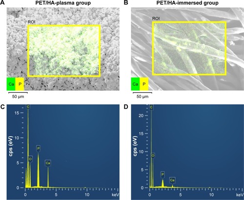 Figure 5 EDS results of HA on PET.Notes: Elemental mapping of calcium and phosphate on the surface of (A) PET/HA plasma and (B) PET/HA immersed. Energy-dispersive spectrometry in the (C) PET/HA-plasma and (D) PET/HA-immersed groups.Abbreviations: cps, count per second; EDS, energy-dispersive spectrometer; HA, hydroxyapatite; PET, polyethylene terephthalate; ROI, region of interest.