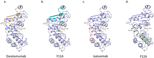 Figure 7. Comparison of epitopes on CD38. Epitope on CD38 of daratumumab (a) in yellow, F11A (b) in green, and isatuximab (c) in pink. Peptides predicted using MAbTope for the F12A epitope (d) (green-CD38_F12_m2, gray-CD38_F12_m4). The residues of the active site of CD38 are represented by ball and stick model.