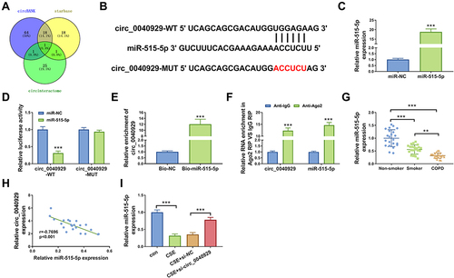 Figure 3 Circ_0040929 acts as a sponge of miR-515-5p. (A) Different databases showed the potential targets of circ_0040929. (B) The complementary binding sequence of circ_0040929 and miR-515-5p was shown. (C) The expression of miR-515-5p was detected by qRT-PCR in 6HBE cells transfected with miR-NC or miR-515-5p (n=3). (D) Dual-luciferase reporter assay was conducted to measure the luciferase activity in 16HBE cells co-transfected with circ_0040929-WT or circ_0040929-MUT and miR-NC or miR-515-5p (n=3). (E) The enrichment of circ_0040929 was detected by RNA pull-down assay and qRT-PCR in 16HBE cells transfected with Bio-NC or Bio-miR-515-5p (n=3). (F) RIP assay was performed in 16HBE cells, and enrichment of circ_0040929 and miR-515-5p was detected by qRT-PCR (n=3). (G) The expression of miR-515-5p was measured by qRT-PCR in serum samples of non-smoker (n=22), smokers (n=22), and COPD patients (n=22). (H) Correlation between circ_0040929 and miR-515-5p expression was assessed in serum samples of COPD patients by Spearman correlation coefficient. (I) The expression of miR-515-5p was detected by qRT-PCR in 16HBE cells treated with or without CSE and CSE-treated 16HBE cells transfected with si-NC or si-circ_0040929 (n=3). **P<0.01, ***P<0.001.