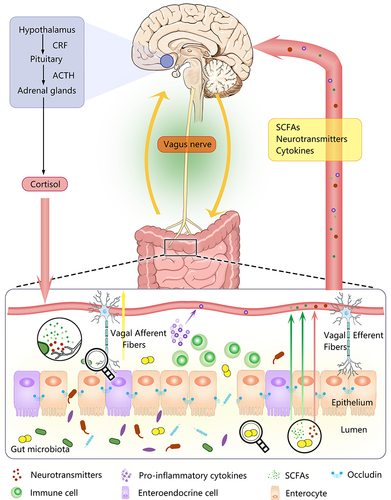 Figure 1 A schematic diagram of the Gut Microbiota-Brain Axis and the signal transduction Pathway. As a bidirectional communication linking the gut microbiota to the brain, the gut microbiota-brain axis can be achieved through the neuroendocrine system (the hypothalamic-pituitary-adrenal axis), the neuroanatomical pathways (vagus nerve), cytokines, as well as direct or indirect chemical pathways that may involve microbial metabolites (SCFA) and some specific neurotransmitters.