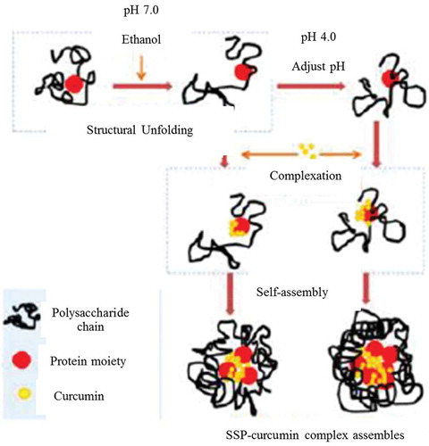 Figure 3. The possible mechanism of soy soluble polysaccharide (SSP)-curcumin complexes, adapted with permission (Chen et al., Citation2017) Copyright © 2017, American Chemical Society.