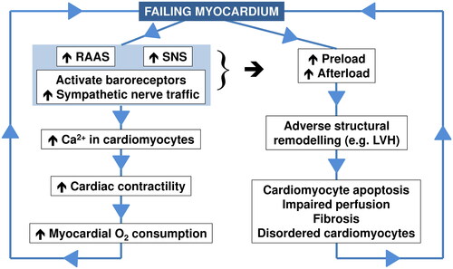 Figure 3. Overview of key steps in the pathology of the failing heart.Drawn from information presented in reference 14.