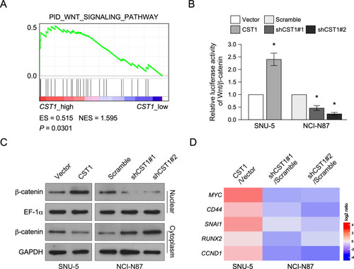 Figure 3 CST1 regulated Wnt pathway. (A) GSEA assay showed CST1 expression was positively correlated with Wnt signaling pathway activity. (B) Luciferase reporter assay showed CST1 overexpression increased Wnt pathway activity, while CST1 knockdown inhibited Wnt pathway activity. (C) Western blot analyzed β-catenin expression in nuclear and cytoplasm after CST1 overexpression or knockdown. (D) Heatmap showed Wnt pathway target genes expression after CST overexpression or knockdown. Data were obtained from three independent experiments, and values are presented as the means ± SEM. *P < 0.05.