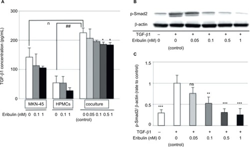 Figure 4 Eribulin downregulates the TGF/Smad pathway by inhibiting Smad2 phosphorylation.Notes: (A) ELISA of TGF-β1 levels in the SF-CM from eribulin-treated MKN-45 cell and HPMC cultures and cocultures. Values shown are means ± SD of three experiments. *p<0.05 vs control (0 nM eribulin), #p<0.05, ##p<0.01. (B) Western blotting of phosphorylated Smad2 (p-Smad2) in HPMCs after TGF-β1 exposure and pretreatment with eribulin at the indicated concentrations; β-actin was used as a loading control. (C) Densitometric analyses were performed from three independent experiments. Data are expressed as means ± SD. *p<0.05 vs control (coculture, 0 nM eribulin), ***p<0.01 vs control’ (TGF-β1+, 0 nM eribulin), **p<0.05, ns: not significant.Abbreviations: ELISA, enzyme-linked immunosorbent assay; HPMCs, human peritoneal mesothelial cells; SF-CM, serum-free conditioned medium; TGF-β, transforming growth factor-β.