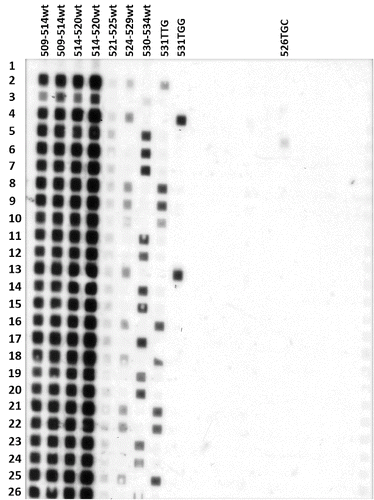 Figure 1. Typical result of the RIFO assay performed for the rpoB gene. Left to right: columns 1–7 contain blotted oligonucleotides corresponding to the wild-type (wt) sequence of the rpoB gene (duplicates of 509–514 wt and 514–520 wt, 521–525 wt, 524–529 wt and 530–534 wt) and columns 8–20 contain the mutant oligos loaded in the same order as described in Table 1. Top to bottom: rows 1–26 contain controls of rifampicin susceptible and resistant M. tuberculosis strains and patient samples (PCR products); row 1 is negative control (distilled H2O instead of DNA); rows 2–5 contain positive controls (531TTG, H37Rv(wt), Cp531TGG, Cp526TGC). Strains that lack hybridization to one of the five wild-type oligonucleotides are RIF resistant. Row 13 contains a sample that has a point mutation at position 531 of the rpoB gene (TGC → TGG). Strains in rows 8–10, 16, 18, 21, 22 and 25 bear the most common mutation: 531 TCG → TTG. Non-specific hybridization of the 524–529 wt probe.