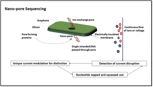 Figure 3. Nano pore sequencing process; description of sequencing process.