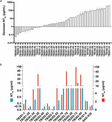 Figure 4. Neutralizing activity of top antibody candidates. (a) 40 blinded samples were tested in a PRNT (at USAMRIID) using the authentic SARS-CoV-2 Washington isolate. All samples were run in at least two independent assays. Shaded bars indicate only one value used to determine titer, where the first assay used in a dilution series does not reach an endpoint titer. The NT80 value was calculated by dividing the sample concentration by PRNT80 titer. NT80 values were sorted lowest to highest, or most potent to least potent. (b) in a separate experiment conducted by IBT, IgG and VHH antibodies again demonstrated potent neutralization in an authentic SARS-CoV-2 PRNT. NT50 and NT90 represent the antibody concentration required to reduce the number of plaques by 50% or 90%, respectively, compared to free virus