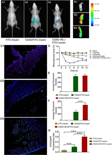 Figure 8 The retention effect and absorption of FITC-insulin, CSAD/FITC-insulin, CSAD-VB12/FITC-insulin in intestine. (A) In vivo animal image system showed the fluorescent signal of FITC-insulin (A1) , CSAD/FITC-insulin (A2), CSAD- VB12/FITC-insulin (A3) at the 1 h after oral administration in T1D mice. The fluorescent intensity in GI of each group was quantified in (E). (B) Representative fluorescence imaging of small intestine from mice treated with FITC-insulin (B1), CSAD/FITC-insulin (B2), CSAD- VB12/FITC-insulin (B3). The fluorescent intensity in isolated small intestine was quantified in (F). (C) Intestinal absorption of FITC-insulin (C1), CSAD/FITC-insulin (C2), CSAD- VB12/FITC-insulin (C3) after removal of mucus. The fluorescent intension of FITC-insulin in intestinal villus cells was qualified as the rate of FITC/DAPI in (G). (D) Blood glucose change of T1D mice after oral administration of CSAD/insulin, CSAD- VB12/insulin (insulin, 70 IU/kg, free INS, and saline as control). Subcutaneous (s.c.) injection with insulin at a dose of 5 IU/kg was viewed as a positive control. ***p < 0.001 for comparisons with other group.