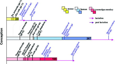 FIG. 1. Selected landmarks in the immune system development in humans, Cynomolgus monkeys, and mice: The IS in primates develops intrauterine to the functional stage (even though the final maturity in humans is reached not before the first decade), whereas development in mice to the comparable functional state is mostly extra-uterine due to the short gestational time. Minor time deviations in organ development as deduced from literature do not substantially disturb this view. Color gradations refer to pregnancy—trimenons; light: first trimenon; middle: second trimenon; dark: third trimenon.