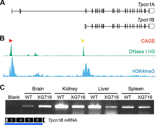 FIG 2 Expression of Tpcn1B from an alternative promoter adjacent to exon 3. (A) Schematic representation of genomic organization of Tpcn1A and Tpcn1B transcript isoforms. Vertical lines, exonic sequences; unfilled boxes, UTRs. Transcription of Tpcn1B initiates between exons 2 and 3 at sequences that are intronic relative to Tpcn1A. (B) Genomic profiling of markers associated with transcription initiation sites determined by Paraclu clusters of cap analysis of gene expression (CAGE; red and yellow arrowheads, high- and medium-density clusters, respectively, adapted from the FANTOM3 mouse functional annotation database), regions showing DNase I hypersensitivity (DNase I HS; adapted from the UCSC ENCODE/UW data on the basis of results from a transformed mouse mammary adenocarcinoma cell line, the 3134 cell line), and regions with a high incidence of trimethylated lysine 4 of histone 3 (H3K4me3; adapted from the UCSC ENCODE/PSU data on the basis of chromatin immunoprecipitation-sequencing of megakaryocytes). (C) RT-PCR analysis using a Tpcn1B-specific forward primer of gene expression from the alternative promoter in tissues from WT and homozygote Tpcn1XG716 animals.