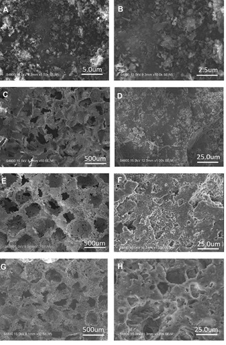 Figure 1 SEM images of MP powders (A, B), PS (C, D), PMC (E, F), and PMWC (G, H) at different magnifications.Abbreviations: SEM, scanning electron microscope; MP, magnesium phosphate; PS, polybutylene succinate; PMC, polybutylene succinate-magnesium phosphate composite scaffolds; PMWC, polybutylene succinate-magnesium phosphate-wheat protein composite scaffolds.