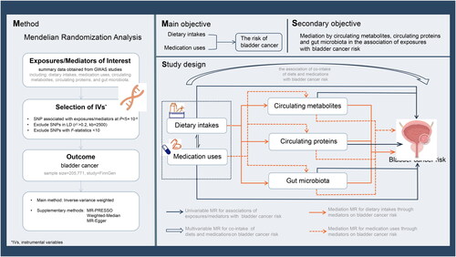 Figure 1. Overview of the study design.First, we reviewed and obtained publicly available summary statistics from six GWAS sources of predominantly European ancestry. Second, we selected instrumental variables (IVs) for each exposure (i.e., dietary intakes or medication uses) and mediator (i.e., circulating metabolites, circulating proteins, and gut microbiota). Third, we performed a univariable MR analysis to estimate population-specific causal effects of each exposure (i.e., dietary intakes or medication uses) and mediator (i.e., circulating metabolites, circulating proteins, and gut microbiota) on bladder cancer risk using four established methods. Fourthly, we investigated the mediation effects of each identified circulating metabolite, circulating protein or gut microbe involved in the relation between identified dietary intakes/medication uses and bladder cancer risk. Finally, we assessed the combined effects of diet-medication pairs on bladder cancer risk by using multivariable MR.Abbreviations: GWAS: genome-wide association study; SNP: single-nucleotide polymorphism; IV: instrumental variable; LD: linkage disequilibrium; MR: Mendelian randomization; MR-PRESSO: MR pleiotropy residual sum and outlier.